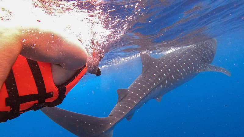 Swimmer in an orange vest beside a whale shark off Holbox, deep blue water