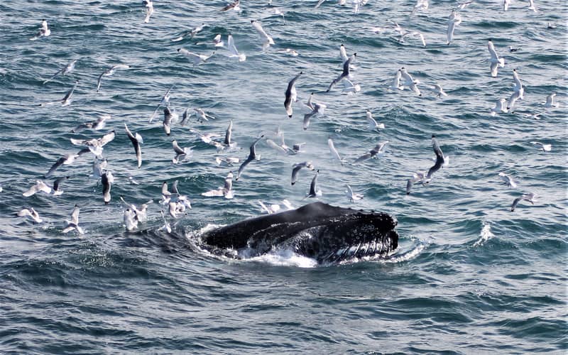 Humpback whale surfacing among seagulls, grey sea, daylight