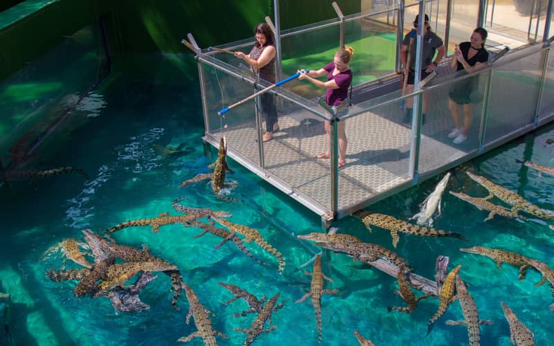 Aerial view of a glass viewing platform above a pool of crocodiles