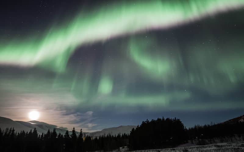 Green aurora over a forest with the moon low on the horizon — North Iceland