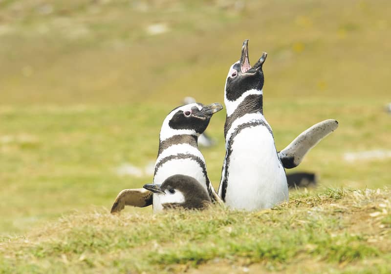 A penguin braying, flippers out