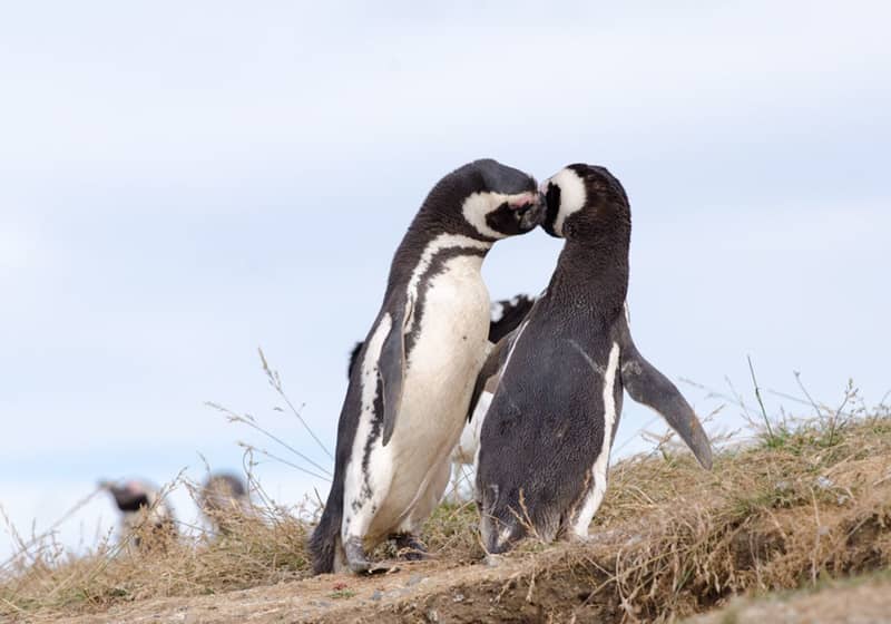 Two penguins touching bills