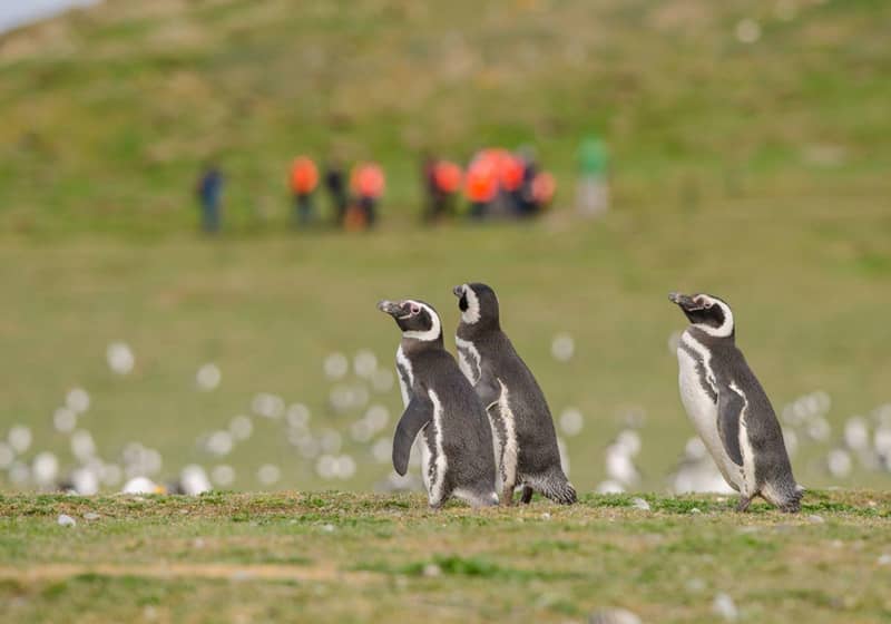 Penguins on green grass with cotton-grass tufts