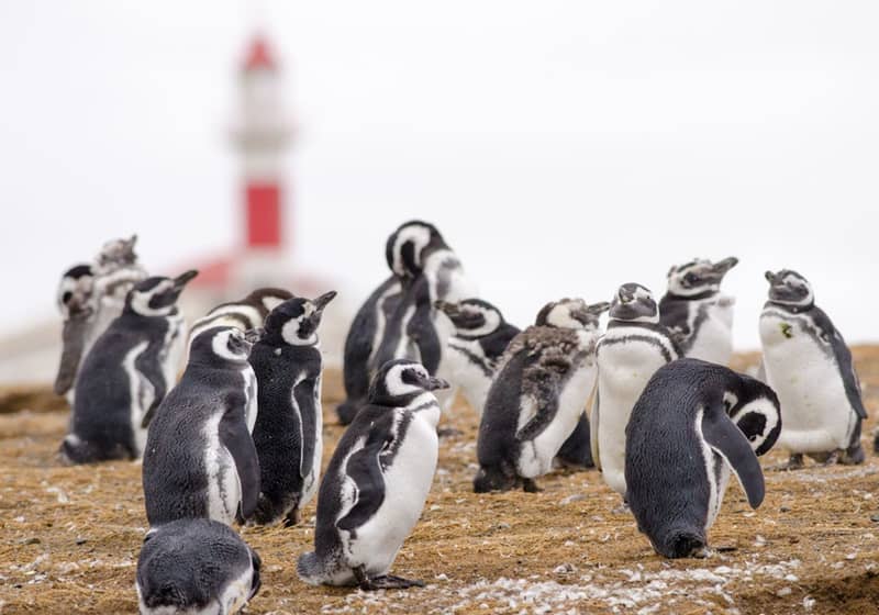A crowd of penguins, the lighthouse behind