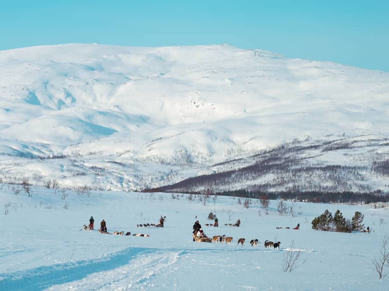 Long line of sled teams on a vast white plateau under a rounded snow mountain, blue sky