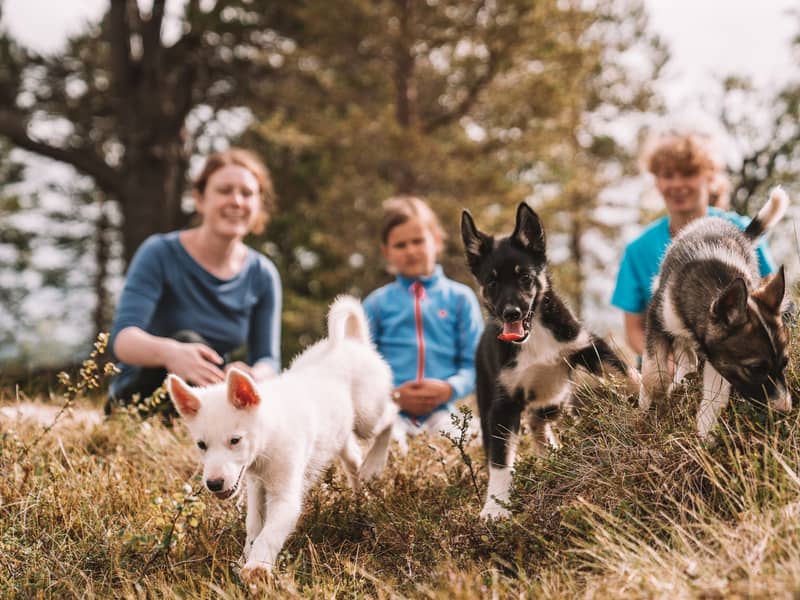 Family sits on grass with white and black husky puppies, pine forest