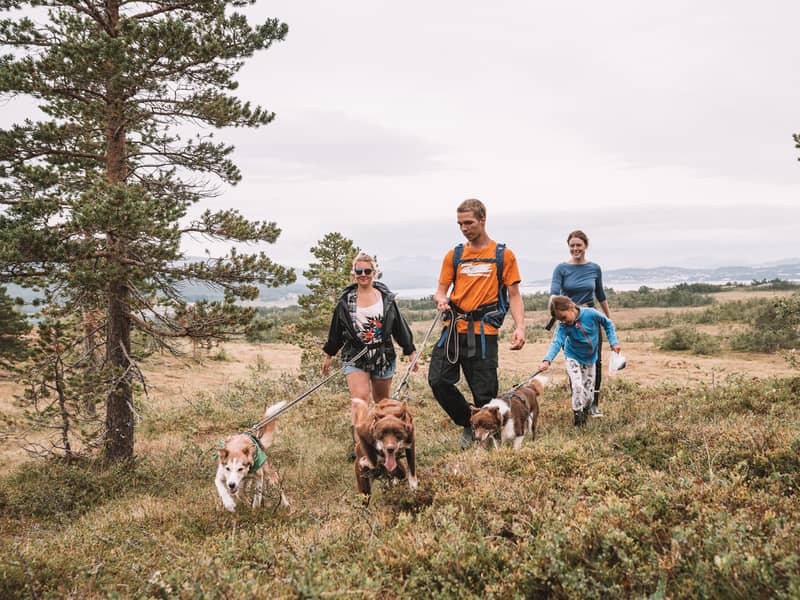 Group walks huskies on leads through pine heath, grey summer sky