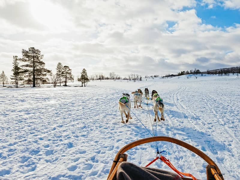 Point of view from the sled: husky team ahead on a wide plain, pines, blue sky