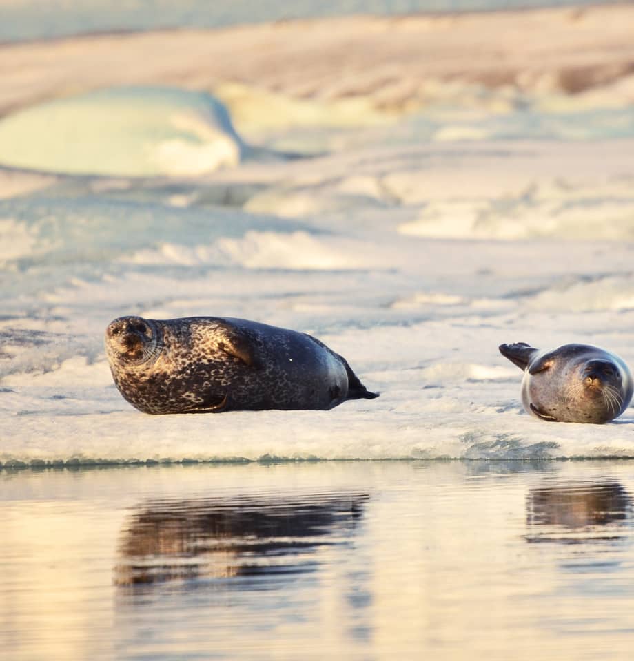 Two seals resting on an ice floe