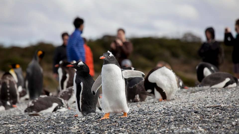 Visitors among Gentoo penguins on the gravel of Isla Martillo — photo from a GetYourGuide walk listing