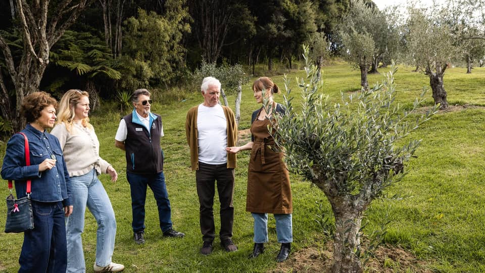 A guide in an apron talking to a small group among olive trees, grass, overcast soft light