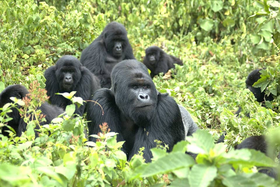 Gorilla group in dense green vegetation