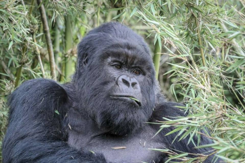 Silverback portrait among bamboo