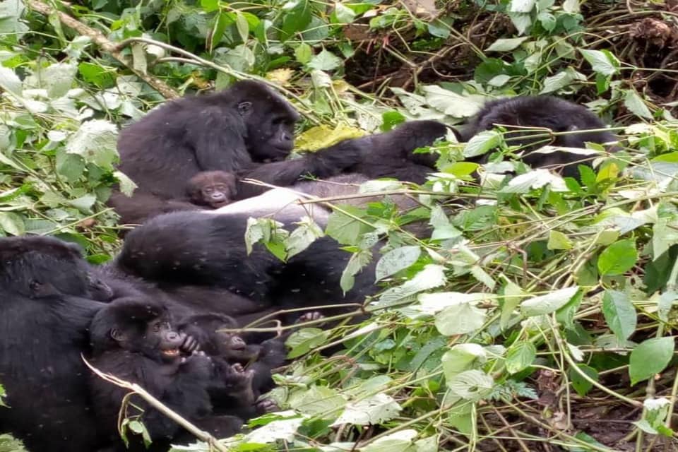 Gorilla family resting in sunlit foliage
