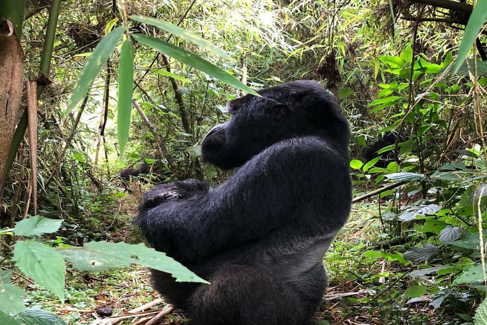 Gorilla seen from behind, sitting in forest