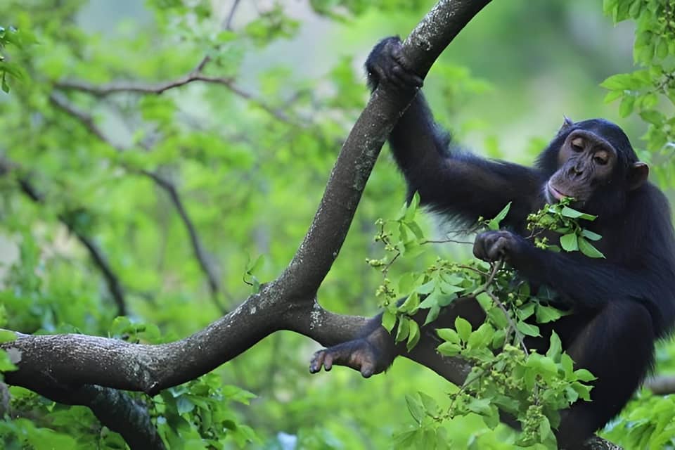 Chimp on a branch feeding on leaves