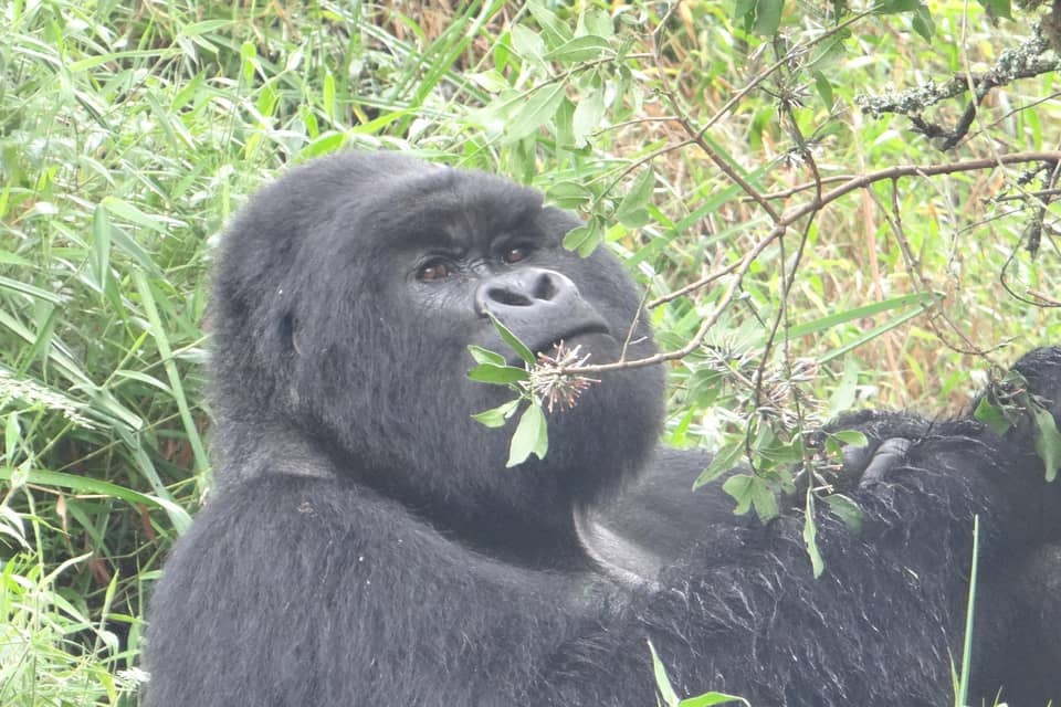 Gorilla chewing a plant stem