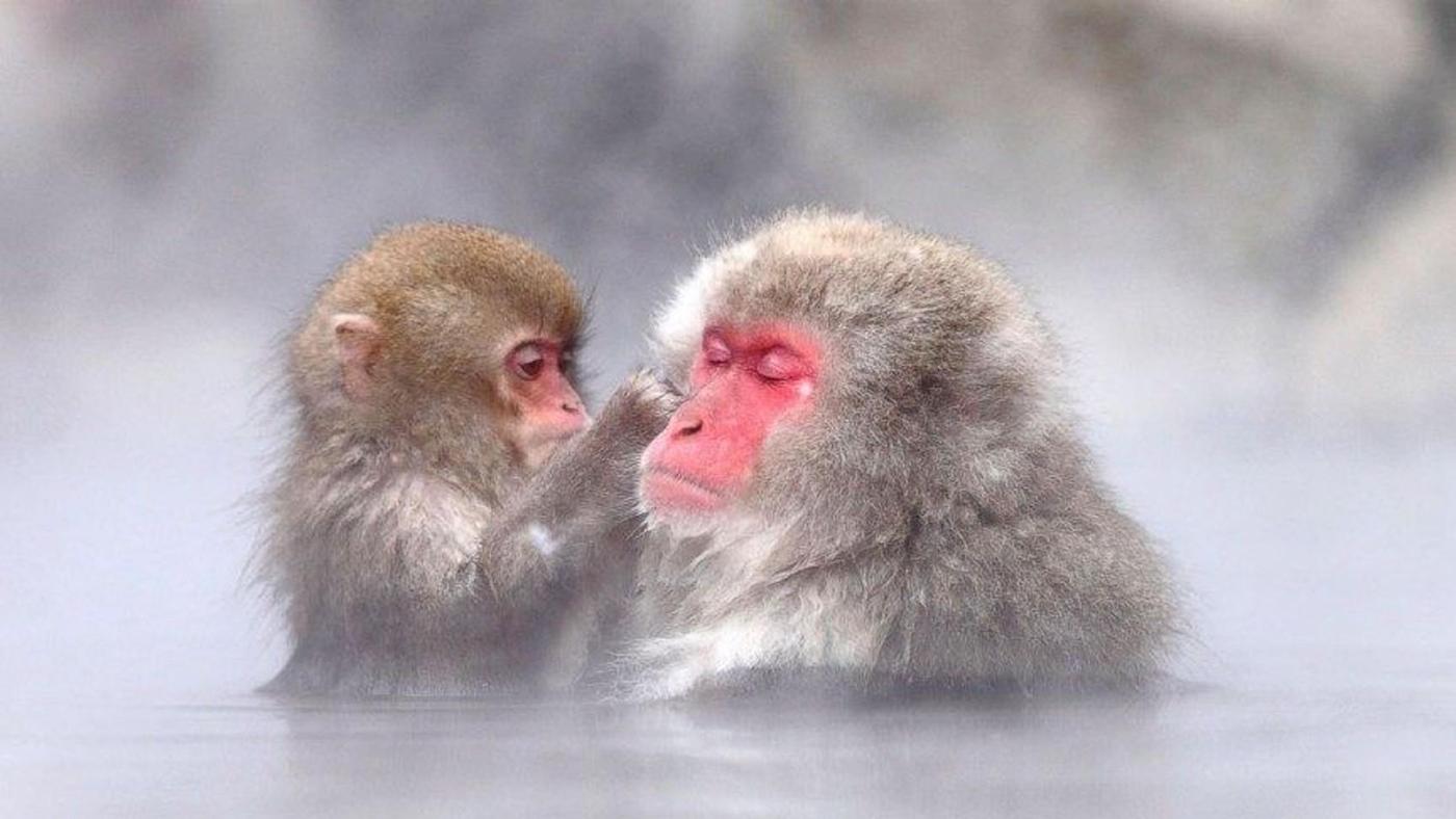 Two Japanese macaques face to face in the steaming pool, the younger one grooming the older