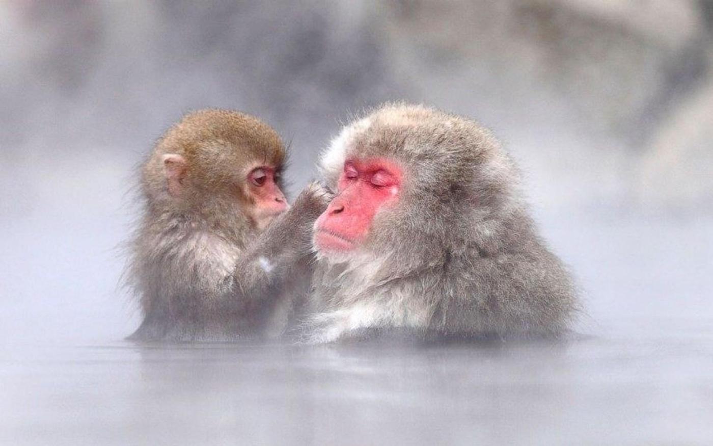 Two Japanese macaques face to face in the steaming pool, the younger one grooming the older