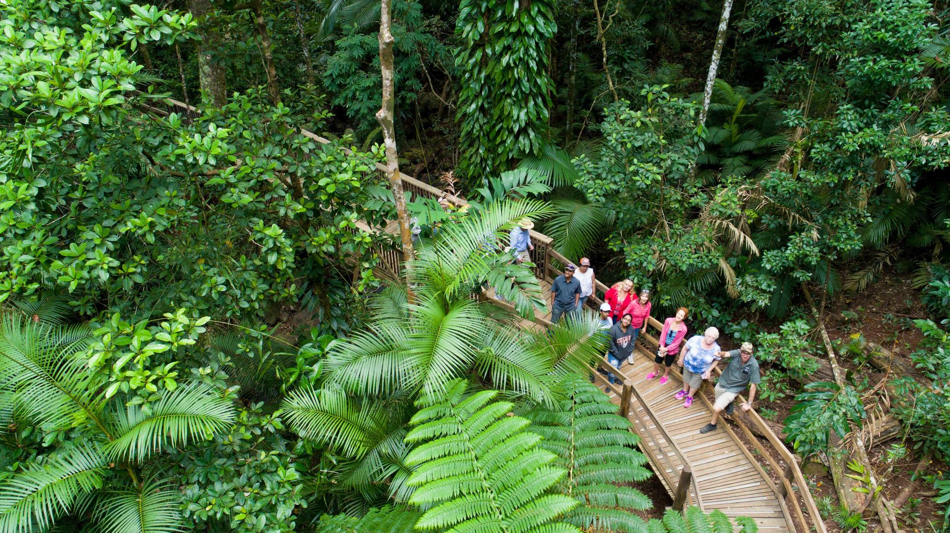 Cairns: Daintree Rainforest and Mossman Gorge Tour - Thumbnail 4