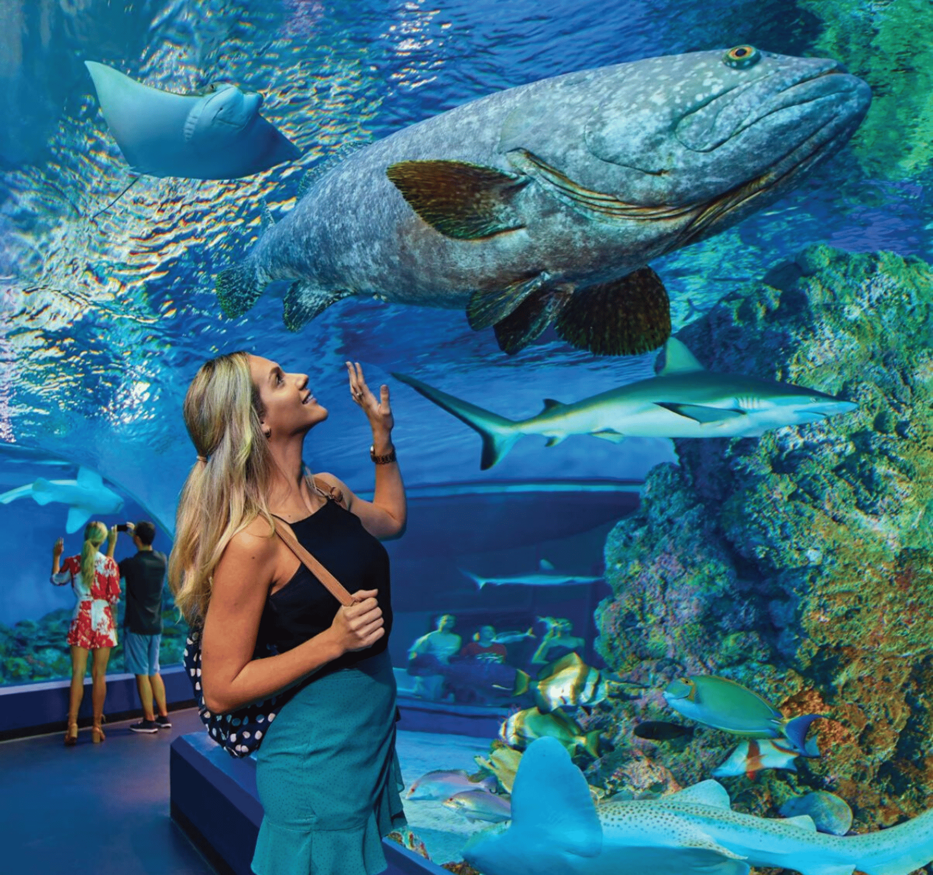 Cairns: Aquarium Entry Ticket and Turtle Rehabilitation Tour - Thumbnail 4