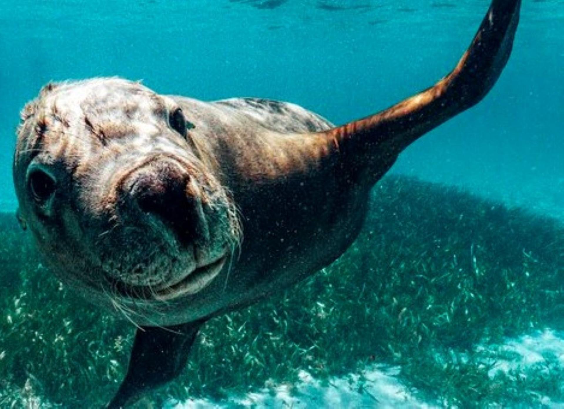 Rockingham: Shoalwater Islands, Dolphins, and Sea Lions Tour - Thumbnail 4