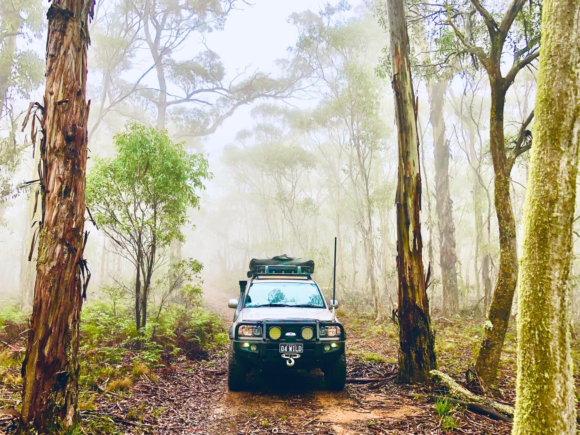 Sydney: Blue Mountains Glow Worms Wild Adventure by Night - Thumbnail 6