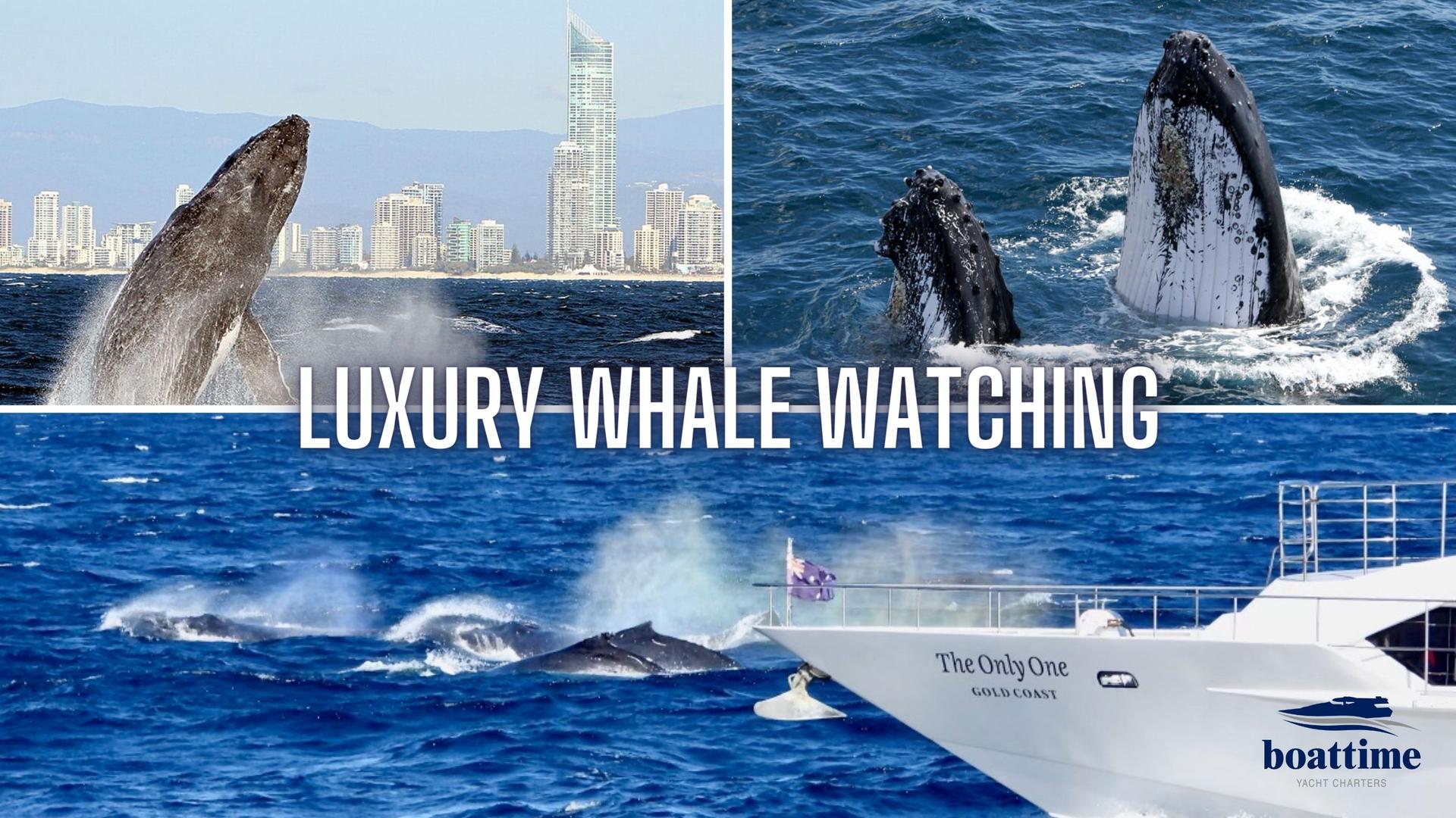 Spirit of Gold Coast 2.5-Hour Whale Watching Tour - Thumbnail 4