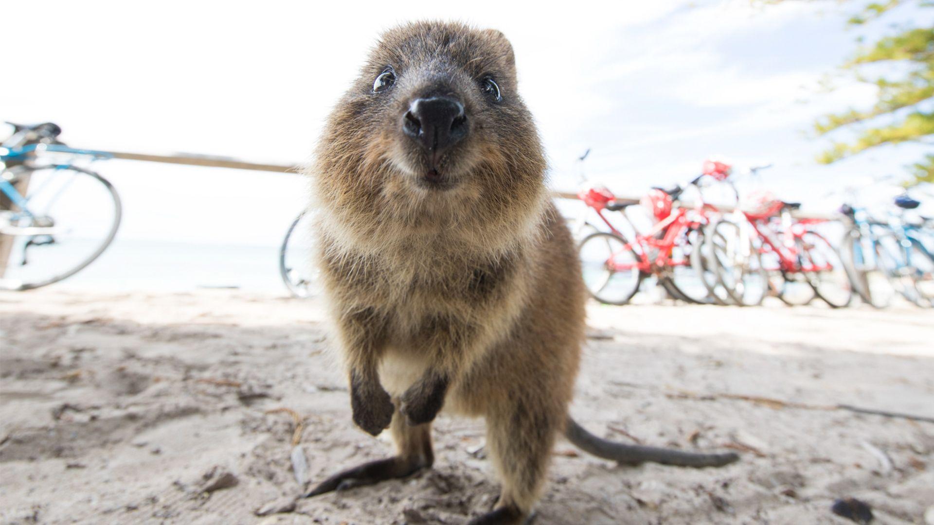 Hillarys Boat Harbour: Rottnest Island Ferry Transfer - Thumbnail 9