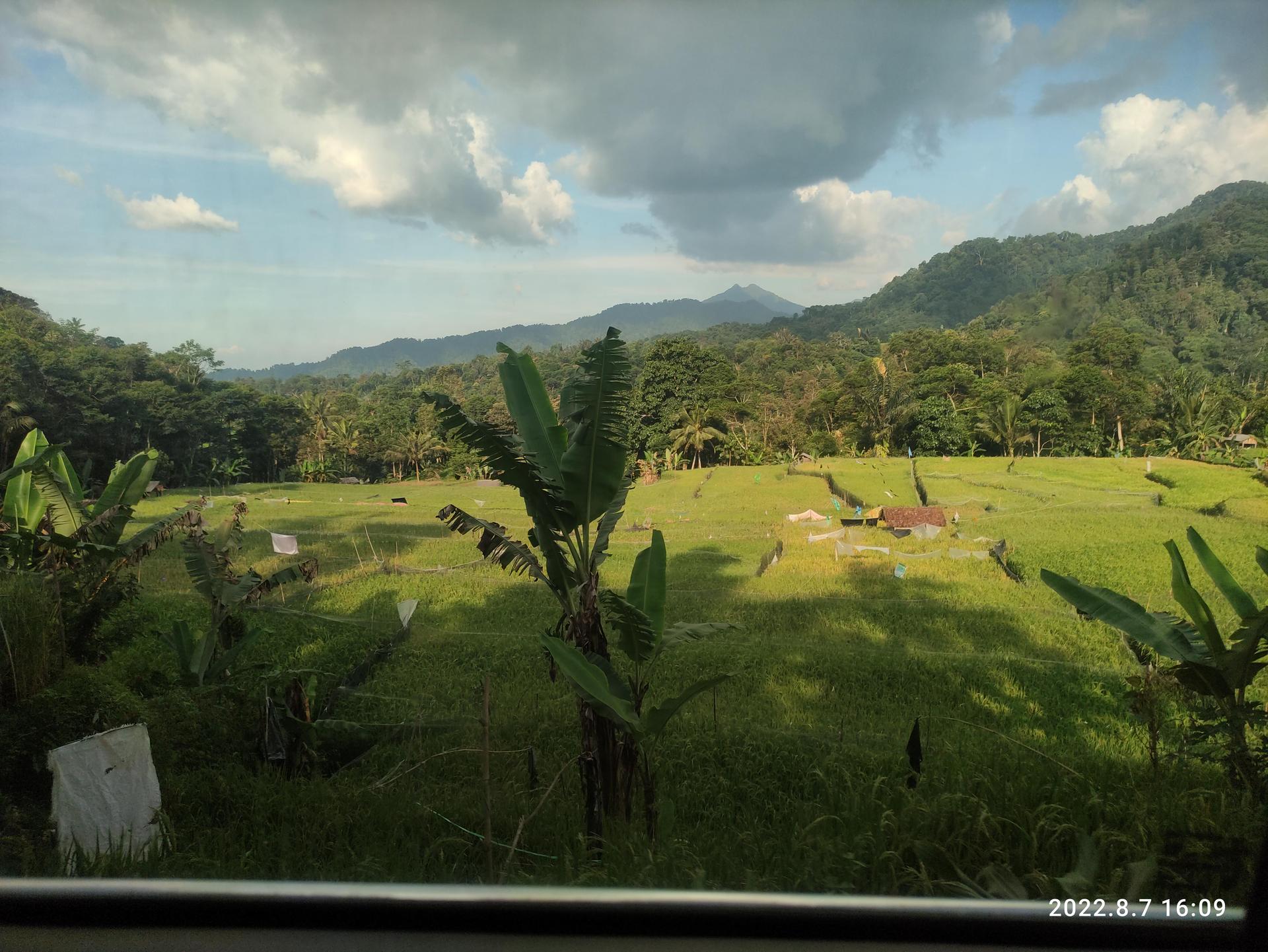 From Jakarta : Volcano, Tea & Rice Fields, Hot Spring - Thumbnail 10