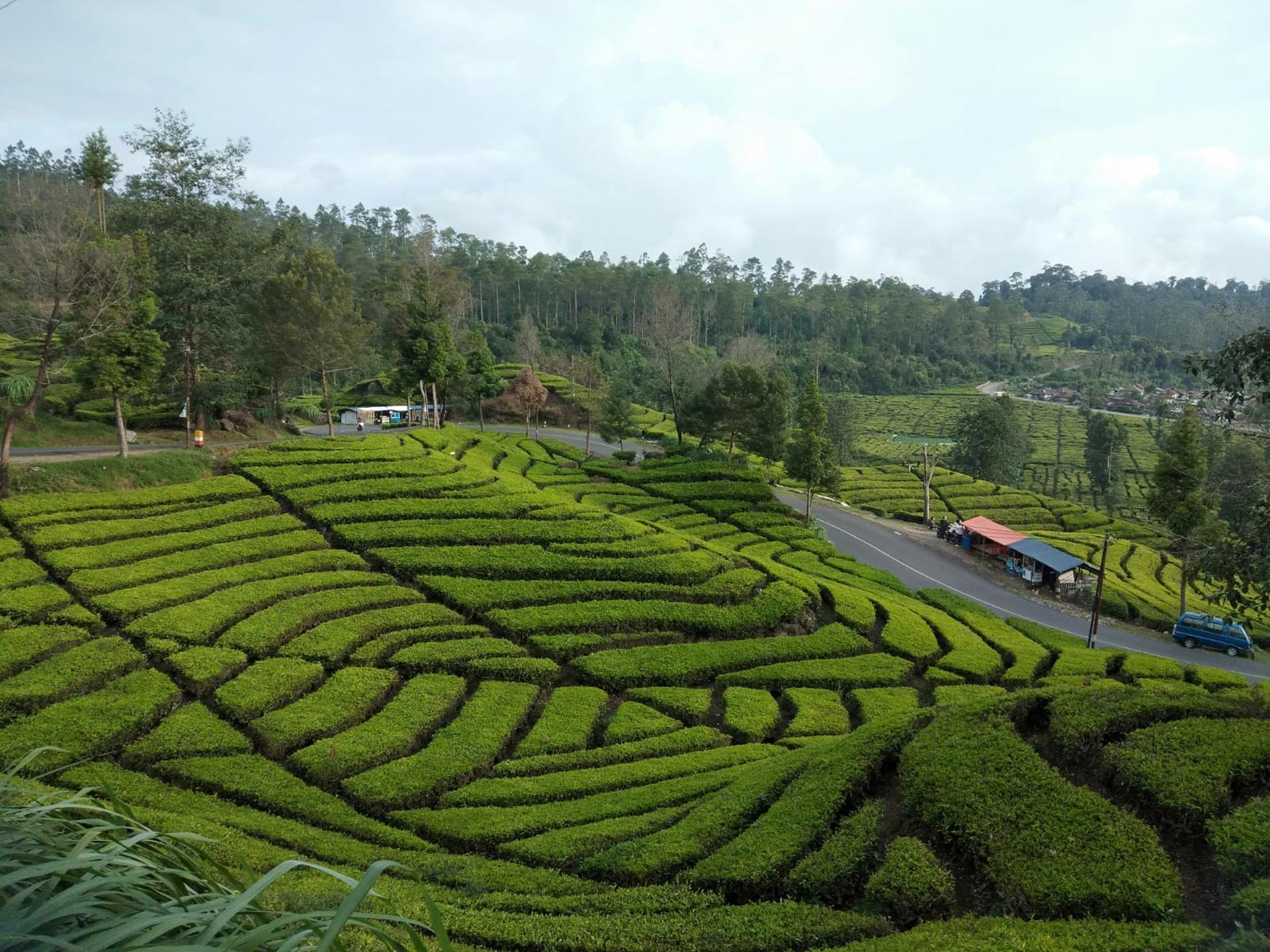 Bandung: Volcano Crater, Onsen Hot Springs, Mud Bath & Tea - Thumbnail 8