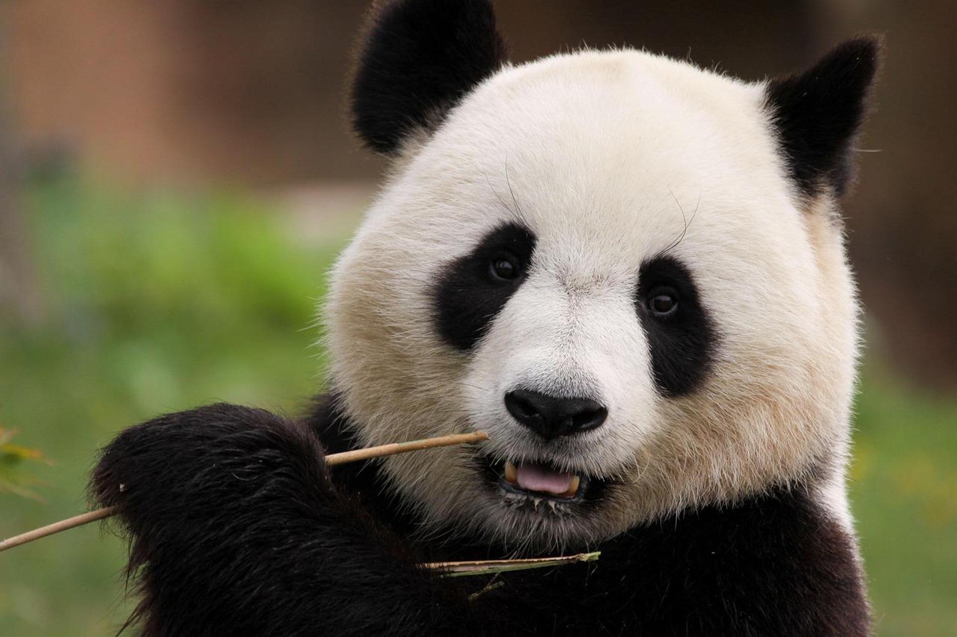 Dujingyan Giant Panda tour option Red Panda interactive - Thumbnail 8