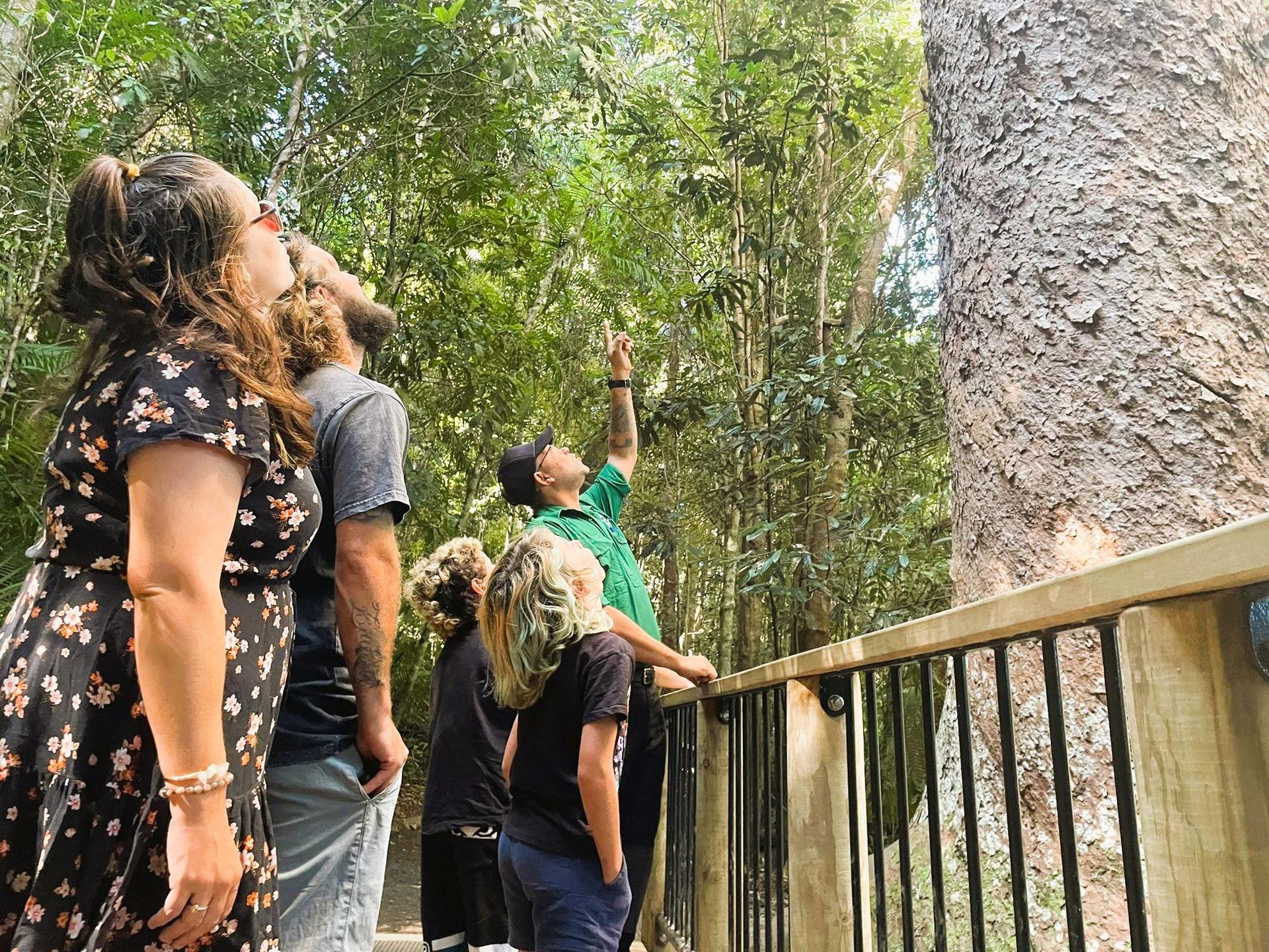 From Cairns: Rainforest & Nocturnal Wildlife Tour - Thumbnail 5