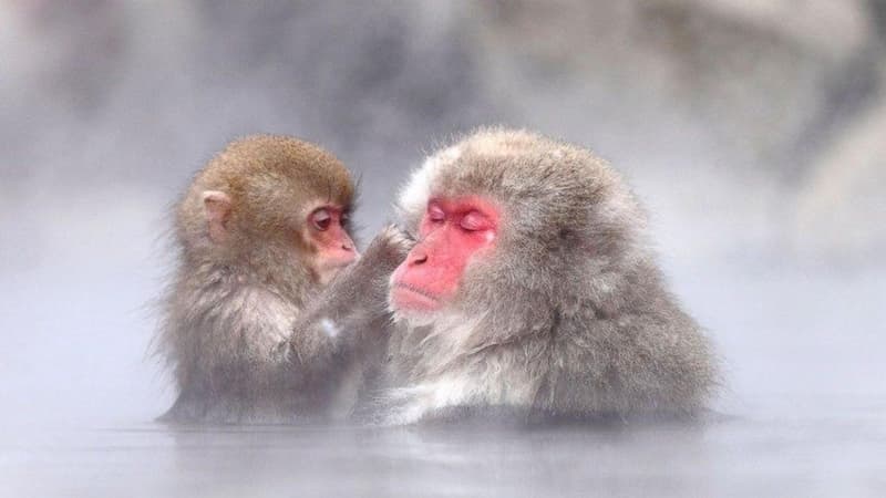 Two Japanese macaques face to face in the steaming pool, the younger one grooming the older