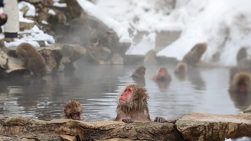 Two Japanese macaques at the near rim of the misty pool, the larger one with its hands on the rock looking up, snow on the rocks behind