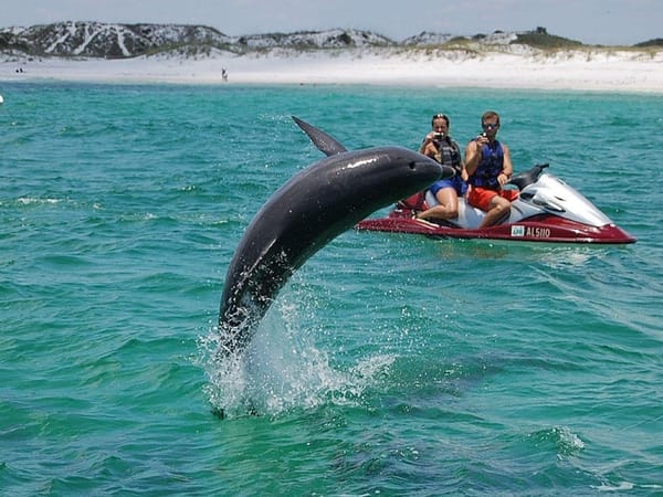 Destin: Crab Island Dolphin Jet Ski Tour
