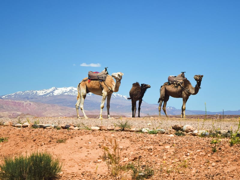 Marrakech: tour delle montagne dell'Atlante e del deserto di Agafay con giro in cammello - Photo 2