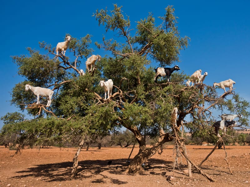De Taghazout: visite guidée des chèvres grimpantes dans les arbres - Photo 3