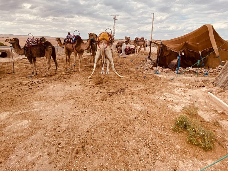Marrakech : Quad et chameau avec dîner-spectacle et coucher de soleil - Photo 2