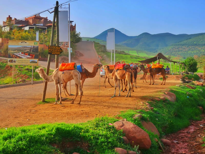 Desde Marrakech: Excursión Privada de un Día a las Montañas del Atlas - Photo 3