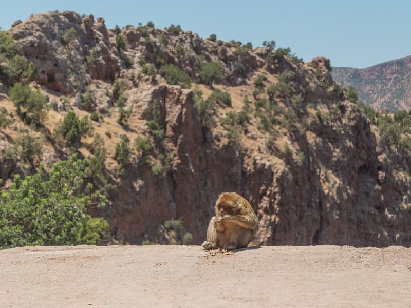 Excursion privée d'une journée aux chutes d'eau d'Ouzoud - Photo 3