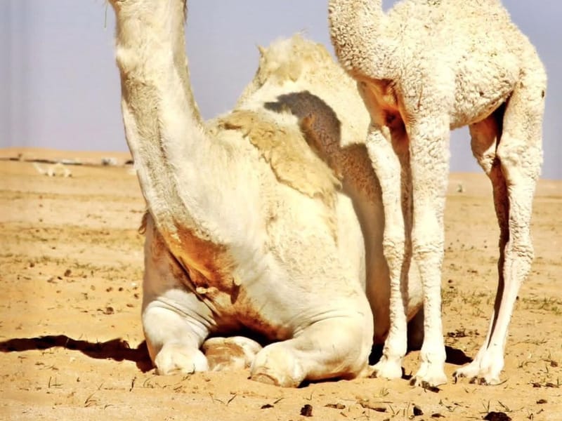 Excursion d'une journée dans le désert d'Agafay et les montagnes de l'Atlas avec balade à dos de chameau et déjeuner - Photo 2