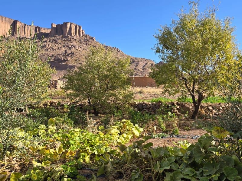 Randonnée de 5 jours de Marrakech à la chaîne volcanique du Saghro - Photo 3