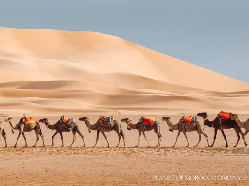 Excursion de luxe de 3 jours dans le désert de Marrakech à Fès - Photo 2