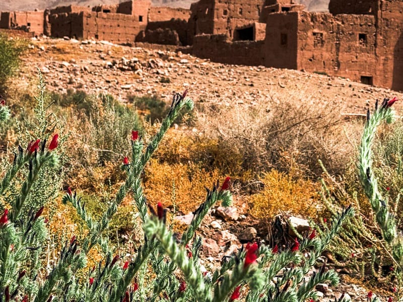 Excursion d'une journée au départ de Ouarzazate vers la vallée du Drâa et les dunes de Tinfou - Photo 2
