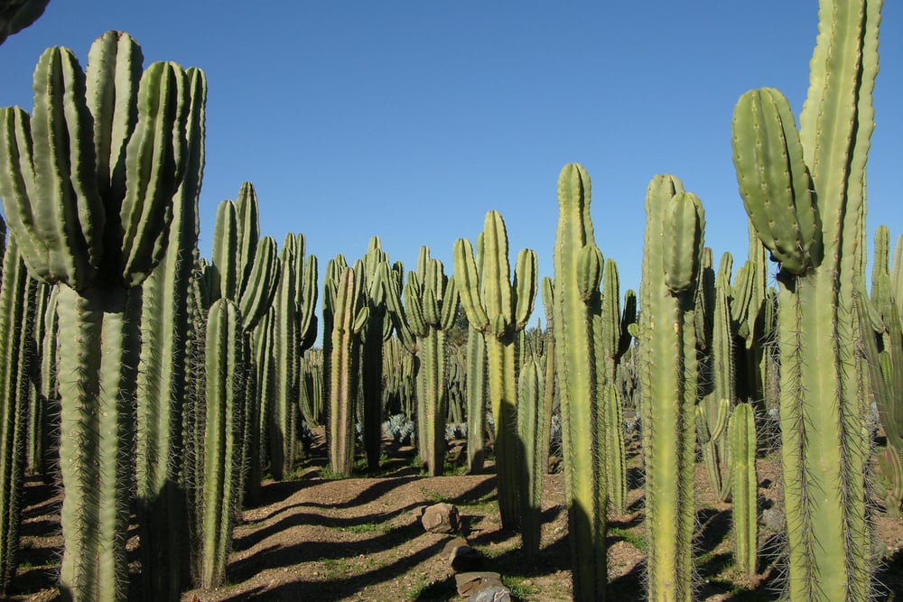 Cactus Thiemann Entry Ticket