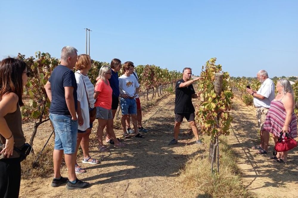Albufeira/Vilamoura Winery Tour with Tasting and Tapas