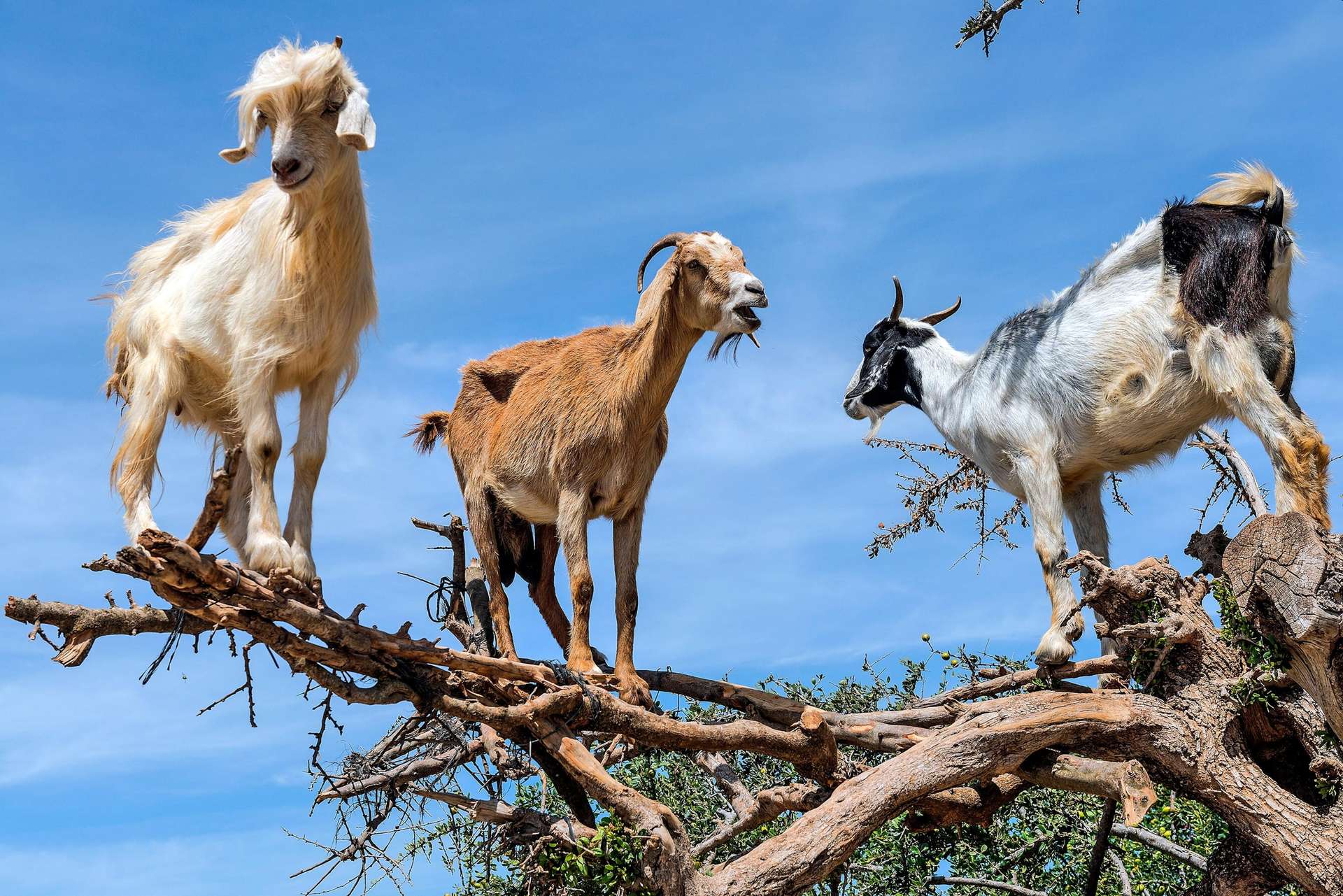 Argan trees in Morocco (goats sometimes climb them)