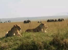 image n.3 of 5-Day Safari to Amboseli, Tsavo West,Taita & Tsavo East activity in Coast Province, uploaded by supplier