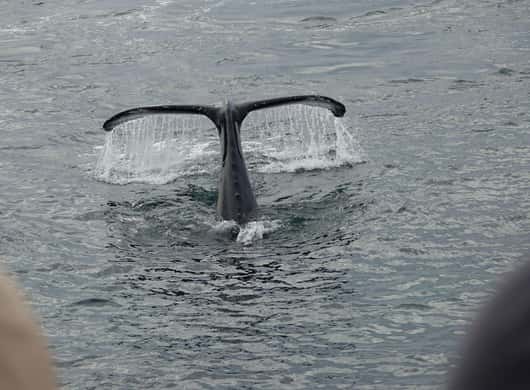 Bultrug walvis IJsland